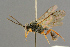  (Erromenus junior - BC-ZSM-HYM-27455-H05)  @14 [ ] CreativeCommons - Attribution Non-Commercial Share-Alike (2016) SNSB, Staatliche Naturwissenschaftliche Sammlungen Bayerns ZSM (SNSB, Zoologische Staatssammlung Muenchen)