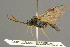  ( - BC-ZSM-HYM-27455-H06)  @14 [ ] CreativeCommons - Attribution Non-Commercial Share-Alike (2016) SNSB, Staatliche Naturwissenschaftliche Sammlungen Bayerns ZSM (SNSB, Zoologische Staatssammlung Muenchen)