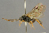  (Erromenus - BC-ZSM-HYM-27455-H07)  @15 [ ] CreativeCommons - Attribution Non-Commercial Share-Alike (2016) SNSB, Staatliche Naturwissenschaftliche Sammlungen Bayerns ZSM (SNSB, Zoologische Staatssammlung Muenchen)