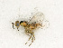  ( - BC-ZSM-HYM-27492-B04)  @11 [ ] CreativeCommons - Attribution Non-Commercial Share-Alike (2015) Stefan Schmidt SNSB, Zoologische Staatssammlung Muenchen