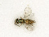  ( - BC-ZSM-HYM-27492-B05)  @11 [ ] CreativeCommons - Attribution Non-Commercial Share-Alike (2015) Stefan Schmidt SNSB, Zoologische Staatssammlung Muenchen