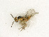  ( - BC-ZSM-HYM-27492-B06)  @11 [ ] CreativeCommons - Attribution Non-Commercial Share-Alike (2015) Stefan Schmidt SNSB, Zoologische Staatssammlung Muenchen