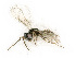  ( - BC-ZSM-HYM-27492-D12)  @11 [ ] CreativeCommons - Attribution Non-Commercial Share-Alike (2015) Stefan Schmidt SNSB, Zoologische Staatssammlung Muenchen
