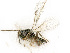  ( - BC-ZSM-HYM-27492-E01)  @11 [ ] CreativeCommons - Attribution Non-Commercial Share-Alike (2015) Stefan Schmidt SNSB, Zoologische Staatssammlung Muenchen