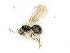  ( - BC-ZSM-HYM-27492-E02)  @11 [ ] CreativeCommons - Attribution Non-Commercial Share-Alike (2015) Stefan Schmidt SNSB, Zoologische Staatssammlung Muenchen