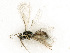  ( - BC-ZSM-HYM-27492-E04)  @11 [ ] CreativeCommons - Attribution Non-Commercial Share-Alike (2015) Stefan Schmidt SNSB, Zoologische Staatssammlung Muenchen