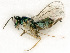  ( - BC-ZSM-HYM-27492-F08)  @11 [ ] CreativeCommons - Attribution Non-Commercial Share-Alike (2015) Stefan Schmidt SNSB, Zoologische Staatssammlung Muenchen