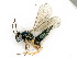  ( - BC-ZSM-HYM-27492-G09)  @11 [ ] CreativeCommons - Attribution Non-Commercial Share-Alike (2015) Stefan Schmidt SNSB, Zoologische Staatssammlung Muenchen