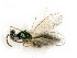  ( - BC-ZSM-HYM-27492-G11)  @11 [ ] CreativeCommons - Attribution Non-Commercial Share-Alike (2015) Stefan Schmidt SNSB, Zoologische Staatssammlung Muenchen