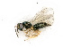  ( - BC-ZSM-HYM-27492-H01)  @11 [ ] CreativeCommons - Attribution Non-Commercial Share-Alike (2015) Stefan Schmidt SNSB, Zoologische Staatssammlung Muenchen