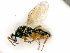  ( - BC-ZSM-HYM-27493-A08)  @13 [ ] CreativeCommons - Attribution Non-Commercial Share-Alike (2015) Stefan Schmidt SNSB, Zoologische Staatssammlung Muenchen