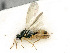 ( - BC-ZSM-HYM-27493-B08)  @12 [ ] CreativeCommons - Attribution Non-Commercial Share-Alike (2015) Stefan Schmidt SNSB, Zoologische Staatssammlung Muenchen