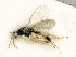  ( - BC-ZSM-HYM-27493-C02)  @12 [ ] CreativeCommons - Attribution Non-Commercial Share-Alike (2015) Stefan Schmidt SNSB, Zoologische Staatssammlung Muenchen