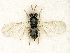  ( - BC-ZSM-HYM-27493-E05)  @11 [ ] CreativeCommons - Attribution Non-Commercial Share-Alike (2015) Stefan Schmidt SNSB, Zoologische Staatssammlung Muenchen
