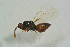  ( - BC-ZSM-HYM-27493-G12)  @12 [ ] CreativeCommons - Attribution Non-Commercial Share-Alike (2015) Stefan Schmidt SNSB, Zoologische Staatssammlung Muenchen
