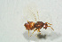  ( - BC-ZSM-HYM-27493-H08)  @11 [ ] CreativeCommons - Attribution Non-Commercial Share-Alike (2015) Stefan Schmidt SNSB, Zoologische Staatssammlung Muenchen