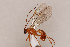  ( - BC-ZSM-HYM-27496-A08)  @13 [ ] CreativeCommons - Attribution Non-Commercial Share-Alike (2018) SNSB, Staatliche Naturwissenschaftliche Sammlungen Bayerns ZSM (SNSB, Zoologische Staatssammlung Muenchen)