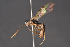  ( - BC-ZSM-HYM-27496-B01)  @13 [ ] CreativeCommons - Attribution Non-Commercial Share-Alike (2018) SNSB, Staatliche Naturwissenschaftliche Sammlungen Bayerns ZSM (SNSB, Zoologische Staatssammlung Muenchen)