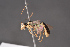  ( - BC-ZSM-HYM-27496-B02)  @12 [ ] CreativeCommons - Attribution Non-Commercial Share-Alike (2018) SNSB, Staatliche Naturwissenschaftliche Sammlungen Bayerns ZSM (SNSB, Zoologische Staatssammlung Muenchen)