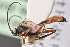  ( - BC-ZSM-HYM-27496-B08)  @11 [ ] CreativeCommons - Attribution Non-Commercial Share-Alike (2018) SNSB, Staatliche Naturwissenschaftliche Sammlungen Bayerns ZSM (SNSB, Zoologische Staatssammlung Muenchen)