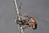  ( - BC-ZSM-HYM-27496-C01)  @13 [ ] CreativeCommons - Attribution Non-Commercial Share-Alike (2018) SNSB, Staatliche Naturwissenschaftliche Sammlungen Bayerns ZSM (SNSB, Zoologische Staatssammlung Muenchen)