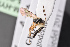  ( - BC-ZSM-HYM-27496-C03)  @12 [ ] CreativeCommons - Attribution Non-Commercial Share-Alike (2018) SNSB, Staatliche Naturwissenschaftliche Sammlungen Bayerns ZSM (SNSB, Zoologische Staatssammlung Muenchen)