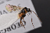  ( - BC-ZSM-HYM-27496-C07)  @12 [ ] CreativeCommons - Attribution Non-Commercial Share-Alike (2018) SNSB, Staatliche Naturwissenschaftliche Sammlungen Bayerns ZSM (SNSB, Zoologische Staatssammlung Muenchen)