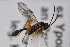  ( - BC-ZSM-HYM-27496-C09)  @11 [ ] CreativeCommons - Attribution Non-Commercial Share-Alike (2018) SNSB, Staatliche Naturwissenschaftliche Sammlungen Bayerns ZSM (SNSB, Zoologische Staatssammlung Muenchen)