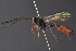  ( - BC-ZSM-HYM-27496-C12)  @13 [ ] CreativeCommons - Attribution Non-Commercial Share-Alike (2018) SNSB, Staatliche Naturwissenschaftliche Sammlungen Bayerns ZSM (SNSB, Zoologische Staatssammlung Muenchen)