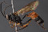  ( - BC-ZSM-HYM-27496-D01)  @14 [ ] CreativeCommons - Attribution Non-Commercial Share-Alike (2018) SNSB, Staatliche Naturwissenschaftliche Sammlungen Bayerns ZSM (SNSB, Zoologische Staatssammlung Muenchen)