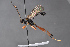  (Acroricnus stylator - BC-ZSM-HYM-27496-F10)  @14 [ ] CreativeCommons - Attribution Non-Commercial Share-Alike (2018) SNSB, Staatliche Naturwissenschaftliche Sammlungen Bayerns ZSM (SNSB, Zoologische Staatssammlung Muenchen)