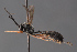  ( - BC-ZSM-HYM-27496-G02)  @12 [ ] CreativeCommons - Attribution Non-Commercial Share-Alike (2018) SNSB, Staatliche Naturwissenschaftliche Sammlungen Bayerns ZSM (SNSB, Zoologische Staatssammlung Muenchen)