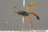  (Tycherus modestus - BC-ZSM-HYM-27497-A10)  @14 [ ] CreativeCommons - Attribution Non-Commercial Share-Alike (2017) SNSB, Staatliche Naturwissenschaftliche Sammlungen Bayerns ZSM (SNSB, Zoologische Staatssammlung Muenchen)