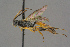  ( - BC-ZSM-HYM-27497-B01)  @14 [ ] CreativeCommons - Attribution Non-Commercial Share-Alike (2017) SNSB, Staatliche Naturwissenschaftliche Sammlungen Bayerns ZSM (SNSB, Zoologische Staatssammlung Muenchen)