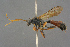  (Tryphon obtusator - BC-ZSM-HYM-27497-C02)  @14 [ ] CreativeCommons - Attribution Non-Commercial Share-Alike (2017) SNSB, Staatliche Naturwissenschaftliche Sammlungen Bayerns ZSM (SNSB, Zoologische Staatssammlung Muenchen)