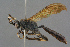  (Eupalamus - BC-ZSM-HYM-27497-C05)  @15 [ ] CreativeCommons - Attribution Non-Commercial Share-Alike (2017) SNSB, Staatliche Naturwissenschaftliche Sammlungen Bayerns ZSM (SNSB, Zoologische Staatssammlung Muenchen)