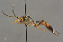  ( - BC-ZSM-HYM-27497-D02)  @13 [ ] CreativeCommons - Attribution Non-Commercial Share-Alike (2017) SNSB, Staatliche Naturwissenschaftliche Sammlungen Bayerns ZSM (SNSB, Zoologische Staatssammlung Muenchen)