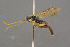  ( - BC-ZSM-HYM-27497-D06)  @11 [ ] CreativeCommons - Attribution Non-Commercial Share-Alike (2017) SNSB, Staatliche Naturwissenschaftliche Sammlungen Bayerns ZSM (SNSB, Zoologische Staatssammlung Muenchen)
