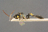  (Periope hoerhammeri - BC-ZSM-HYM-27497-D11)  @11 [ ] CreativeCommons - Attribution Non-Commercial Share-Alike (2017) SNSB, Staatliche Naturwissenschaftliche Sammlungen Bayerns ZSM (SNSB, Zoologische Staatssammlung Muenchen)