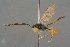 ( - BC-ZSM-HYM-27497-E01)  @11 [ ] CreativeCommons - Attribution Non-Commercial Share-Alike (2017) SNSB, Staatliche Naturwissenschaftliche Sammlungen Bayerns ZSM (SNSB, Zoologische Staatssammlung Muenchen)