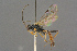  ( - BC-ZSM-HYM-27497-E07)  @11 [ ] CreativeCommons - Attribution Non-Commercial Share-Alike (2017) SNSB, Staatliche Naturwissenschaftliche Sammlungen Bayerns ZSM (SNSB, Zoologische Staatssammlung Muenchen)