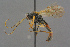  ( - BC-ZSM-HYM-27497-E08)  @14 [ ] CreativeCommons - Attribution Non-Commercial Share-Alike (2017) SNSB, Staatliche Naturwissenschaftliche Sammlungen Bayerns ZSM (SNSB, Zoologische Staatssammlung Muenchen)