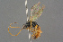  ( - BC-ZSM-HYM-27497-E12)  @11 [ ] CreativeCommons - Attribution Non-Commercial Share-Alike (2017) SNSB, Staatliche Naturwissenschaftliche Sammlungen Bayerns ZSM (SNSB, Zoologische Staatssammlung Muenchen)