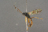  ( - BC-ZSM-HYM-27497-F01)  @11 [ ] CreativeCommons - Attribution Non-Commercial Share-Alike (2017) SNSB, Staatliche Naturwissenschaftliche Sammlungen Bayerns ZSM (SNSB, Zoologische Staatssammlung Muenchen)