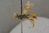  ( - BC-ZSM-HYM-27497-G05)  @11 [ ] CreativeCommons - Attribution Non-Commercial Share-Alike (2017) SNSB, Staatliche Naturwissenschaftliche Sammlungen Bayerns ZSM (SNSB, Zoologische Staatssammlung Muenchen)