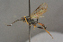  ( - BC-ZSM-HYM-27497-G06)  @11 [ ] CreativeCommons - Attribution Non-Commercial Share-Alike (2017) SNSB, Staatliche Naturwissenschaftliche Sammlungen Bayerns ZSM (SNSB, Zoologische Staatssammlung Muenchen)