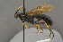  (Ctenichneumon edictorius - BC-ZSM-HYM-27497-G07)  @14 [ ] CreativeCommons - Attribution Non-Commercial Share-Alike (2017) SNSB, Staatliche Naturwissenschaftliche Sammlungen Bayerns ZSM (SNSB, Zoologische Staatssammlung Muenchen)