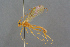 ( - BC-ZSM-HYM-27497-H01)  @11 [ ] CreativeCommons - Attribution Non-Commercial Share-Alike (2017) SNSB, Staatliche Naturwissenschaftliche Sammlungen Bayerns ZSM (SNSB, Zoologische Staatssammlung Muenchen)