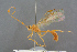  ( - BC-ZSM-HYM-27497-H02)  @11 [ ] CreativeCommons - Attribution Non-Commercial Share-Alike (2017) SNSB, Staatliche Naturwissenschaftliche Sammlungen Bayerns ZSM (SNSB, Zoologische Staatssammlung Muenchen)