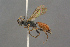  ( - BC-ZSM-HYM-27497-H03)  @13 [ ] CreativeCommons - Attribution Non-Commercial Share-Alike (2017) SNSB, Staatliche Naturwissenschaftliche Sammlungen Bayerns ZSM (SNSB, Zoologische Staatssammlung Muenchen)